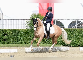 German Riding Pony, Mare, 10 years, 14.3 hh, Palomino