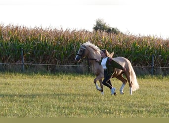 German Riding Pony, Mare, 10 years, 14.3 hh, Palomino