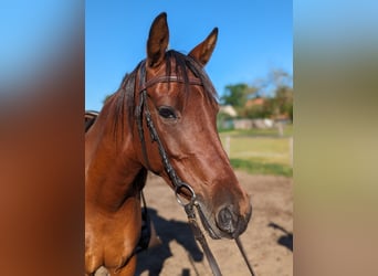 German Riding Pony, Mare, 10 years, 14 hh, Brown