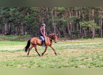 German Riding Pony, Mare, 10 years, 14 hh, Brown