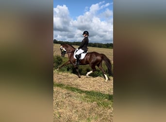 German Riding Pony, Mare, 10 years, 14 hh, Chestnut