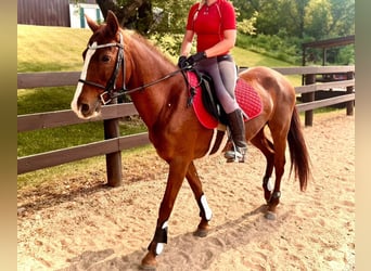 German Riding Pony, Mare, 10 years, 14,1 hh, Chestnut