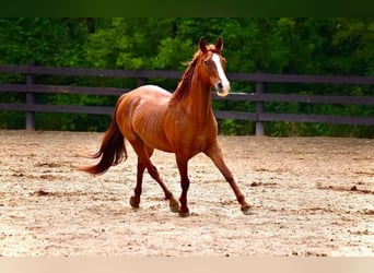 German Riding Pony, Mare, 10 years, 14,1 hh, Chestnut
