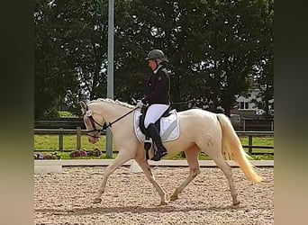German Riding Pony, Mare, 10 years, 14,1 hh, Cremello