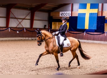German Riding Pony, Mare, 10 years, 14,1 hh, Dun