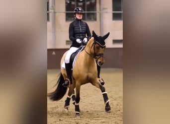 German Riding Pony, Mare, 10 years, 14,1 hh, Dun