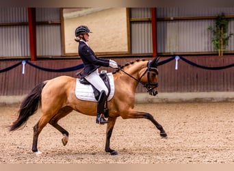 German Riding Pony, Mare, 10 years, 14,1 hh, Dun