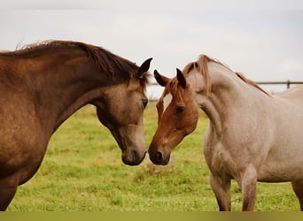 German Riding Pony, Mare, 10 years, 14,1 hh, Roan-Red