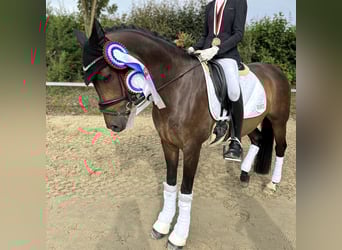 German Riding Pony, Mare, 10 years, 14,2 hh, Bay-Dark