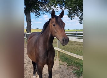 German Riding Pony, Mare, 10 years, 14,2 hh, Brown