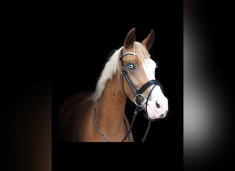 German Riding Pony, Mare, 10 years, 14,2 hh, Chestnut-Red