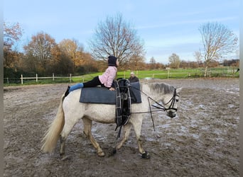 German Riding Pony, Mare, 10 years, 14,2 hh, Grey