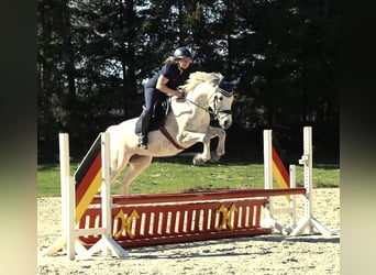 German Riding Pony, Mare, 10 years, 14,2 hh, Grey
