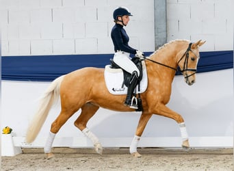 German Riding Pony, Mare, 10 years, 14,2 hh, Palomino