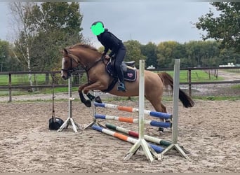 German Riding Pony, Mare, 10 years, 15,1 hh, Chestnut-Red