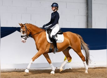 German Riding Pony, Mare, 10 years, 15 hh, Chestnut-Red