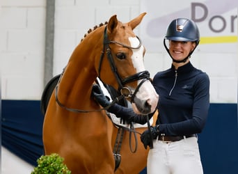 German Riding Pony, Mare, 10 years, 15 hh, Chestnut-Red