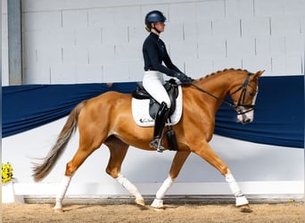 German Riding Pony, Mare, 10 years, 15 hh, Chestnut-Red
