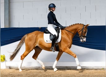 German Riding Pony, Mare, 10 years, 15 hh, Chestnut-Red
