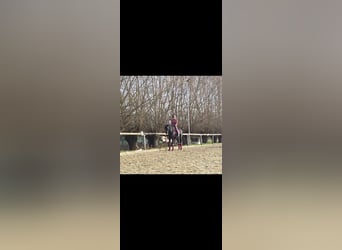 German Riding Pony, Mare, 10 years, 15,2 hh, Black