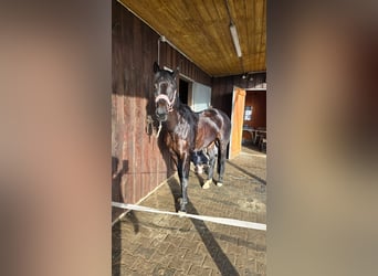 German Riding Pony, Mare, 10 years, 15,2 hh, Black