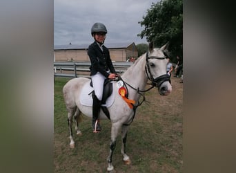 German Riding Pony, Mare, 10 years, Gray