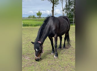 German Riding Pony Mix, Mare, 11 years, 11 hh, Bay-Dark