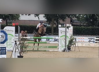 German Riding Pony, Mare, 11 years, 13.2 hh, Dun