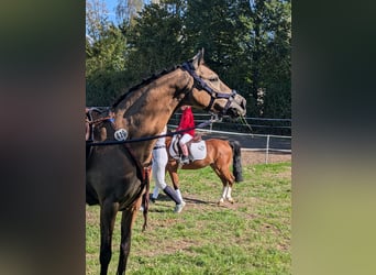 German Riding Pony, Mare, 11 years, 13.2 hh, Dun