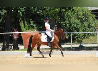 German Riding Pony, Mare, 11 years, 13 hh, Brown