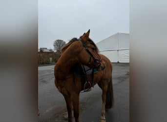 German Riding Pony, Mare, 11 years, 13,3 hh, Red Dun