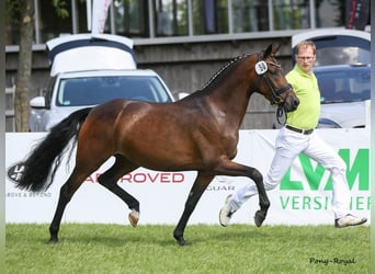 German Riding Pony, Mare, 11 years, 14.1 hh, Bay-Dark