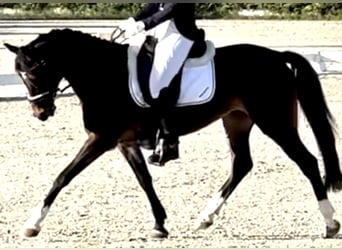 German Riding Pony, Mare, 11 years, 14.1 hh, Bay-Dark