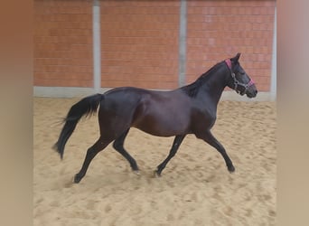 German Riding Pony, Mare, 11 years, 14.1 hh, Black German Riding Pony, Mare, 11 years, 14.1 hh, Black