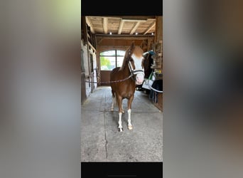 German Riding Pony, Mare, 11 years, 14.1 hh, Chestnut-Red