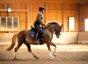 German Riding Pony, Mare, 11 years, 14.1 hh, Chestnut-Red