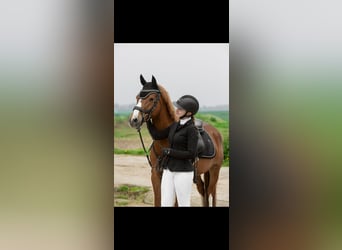 German Riding Pony, Mare, 11 years, 14.1 hh, Chestnut-Red