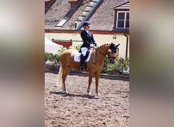German Riding Pony, Mare, 11 years, 14.1 hh, Palomino