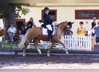 German Riding Pony, Mare, 11 years, 14.1 hh, Palomino