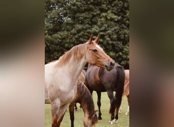 German Riding Pony, Mare, 11 years, 14.1 hh, Roan-Red