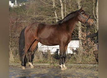 German Riding Pony, Mare, 11 years, 14.2 hh, Bay-Dark