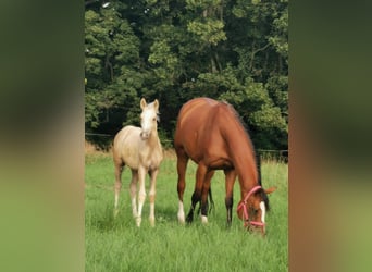 German Riding Pony, Mare, 11 years, 14.2 hh, Brown