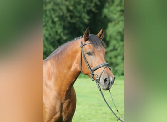 German Riding Pony Mix, Mare, 11 years, 14.2 hh, Brown