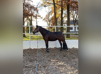 German Riding Pony, Mare, 11 years, 14.2 hh, Brown