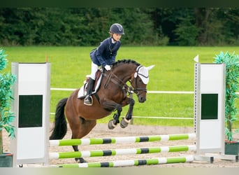 German Riding Pony, Mare, 11 years, 14.2 hh, Brown