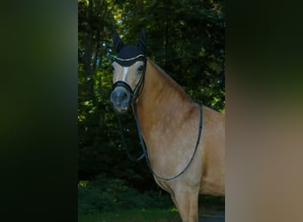 German Riding Pony, Mare, 11 years, 14.2 hh, Buckskin