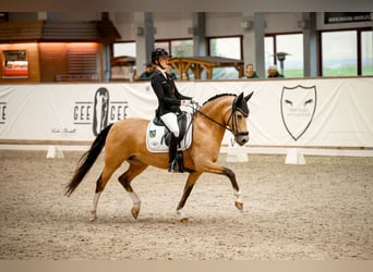German Riding Pony, Mare, 11 years, 14.2 hh, Buckskin