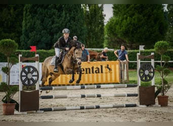 German Riding Pony, Mare, 11 years, 14.2 hh, Dun