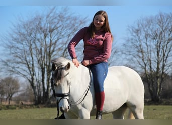 German Riding Pony, Mare, 11 years, 14.2 hh, Gray-Dapple