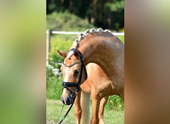 German Riding Pony, Mare, 11 years, 14.2 hh, Palomino